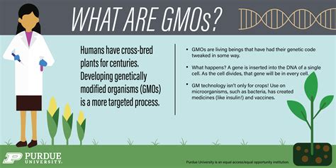 gmo 식품, 그것은 미래의 식탁을 바꿀 것인가?